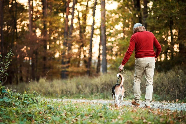 Ein Blick von hinten auf einen älteren Mann, der bei Sonnenuntergang mit einem Hund in der herbstlichen Natur spazieren geht. — Stockfoto