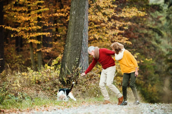 Una coppia anziana con un cane a passeggio in una natura autunnale . — Foto Stock