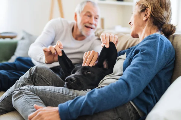 Una coppia di anziani felici seduti su un divano in casa, a giocare con un cane . — Foto Stock