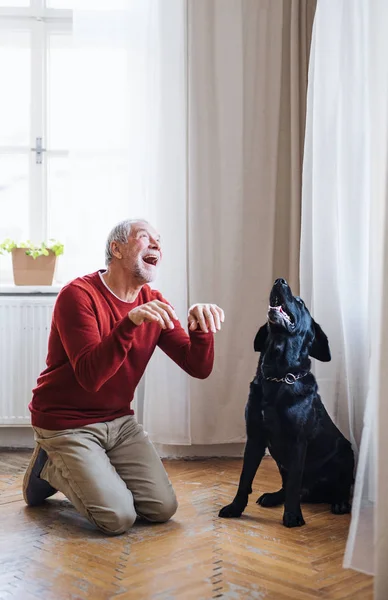 Um homem sênior dentro de casa com um cão de estimação em casa, se divertindo . — Fotografia de Stock