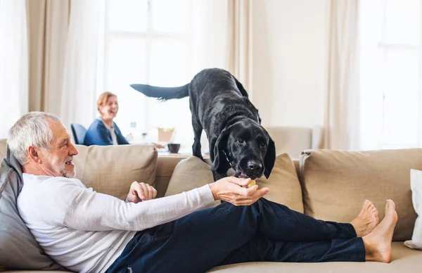 Um casal sénior feliz dentro de casa com um cão de estimação em casa . — Fotografia de Stock