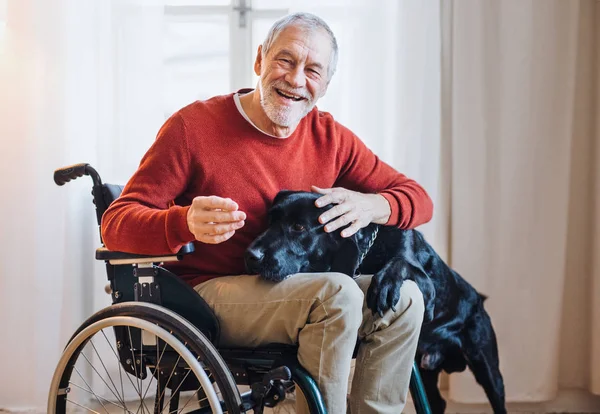 A disabled senior man in wheelchair indoors playing with a pet dog at home. — Stock Photo, Image