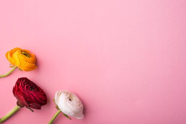 Pembe bir arka plan üzerinde üç renkli çiçek. Kopya alanı.