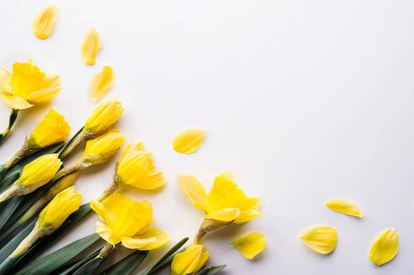 Gelbe Narzissen blühen auf weißem Hintergrund. Kopierraum. — Stockfoto