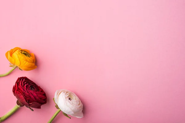 Three colorful flowers on a pink background. Copy space. — Stock Photo, Image