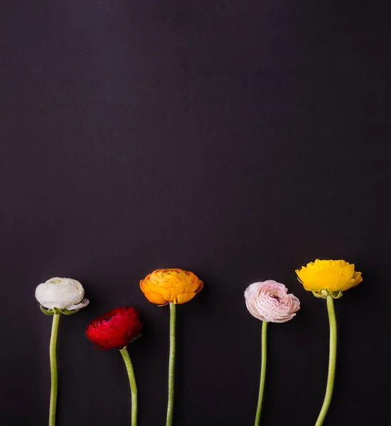 Colorful ranunculus flowers on a dark background. Copy space. — Stock Photo, Image