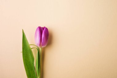 Paskalya ve bahar düz krem bir arka plan üzerinde yatıyordu.