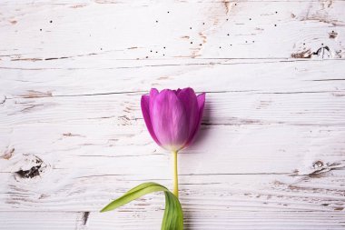 Beyaz ahşap zemin üzerinde Menekşe çiçek.