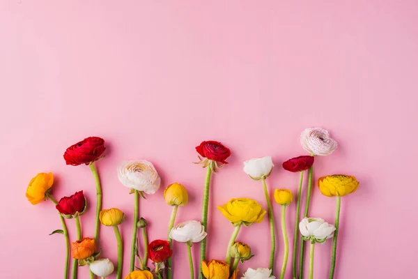 Colorful flowers on a pink background. Copy space. — Stock Photo, Image