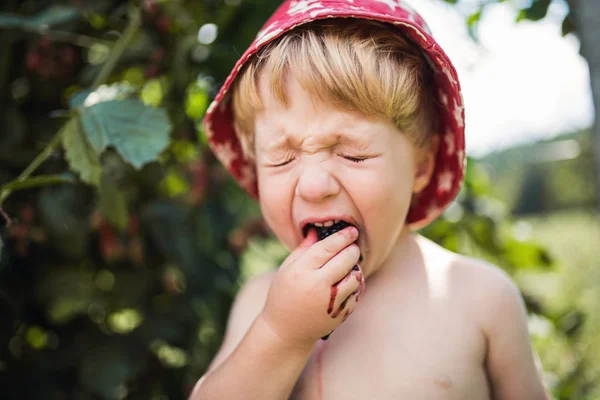 Malý chlapec s kloboukem stojící venku v zahradě v létě, jíst kyselé ostružiny. — Stock fotografie