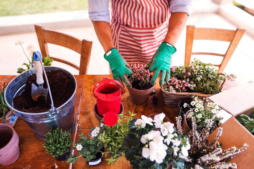 A midsection of young man gardener outdoors at home, planting flowers.