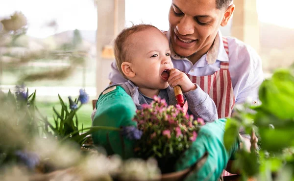 Padre e hijo pequeño en casa, plantando flores . —  Fotos de Stock