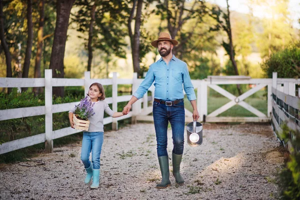 Un padre con una piccola figlia che cammina all'aperto nella fattoria di famiglia, tenendosi per mano . — Foto Stock