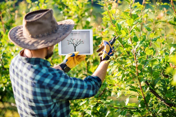 果樹園で屋外に立ってタブレットを持つ成熟した農家, 木をトリミング. — ストック写真