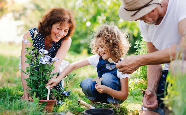 Senior grootouders en kleindochter tuinieren in de achtertuin tuin. — Stockfoto