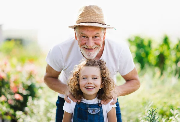 Πορτρέτο του μικρού κοριτσιού με ανώτερος παππούς στον κήπο πίσω αυλή, στέκεται. — Φωτογραφία Αρχείου