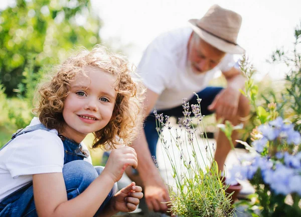 Menina pequena com avô sênior jardinagem no jardim do quintal . — Fotografia de Stock