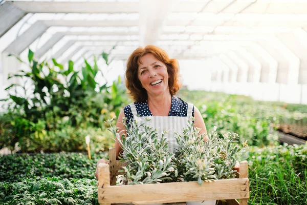 Idős nő áll az üvegházban, kezében egy doboz növényekkel. — Stock Fotó