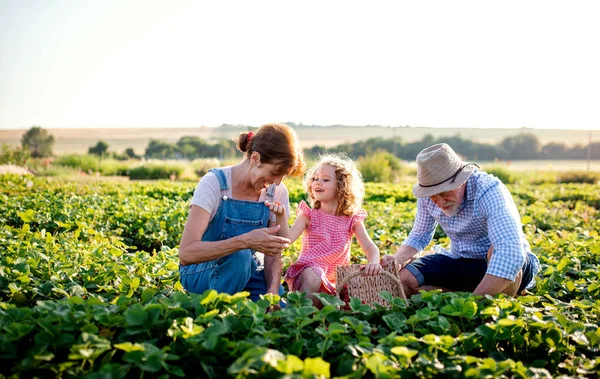 Abuelos mayores y nieta recogiendo fresas en la granja . — Foto de Stock
