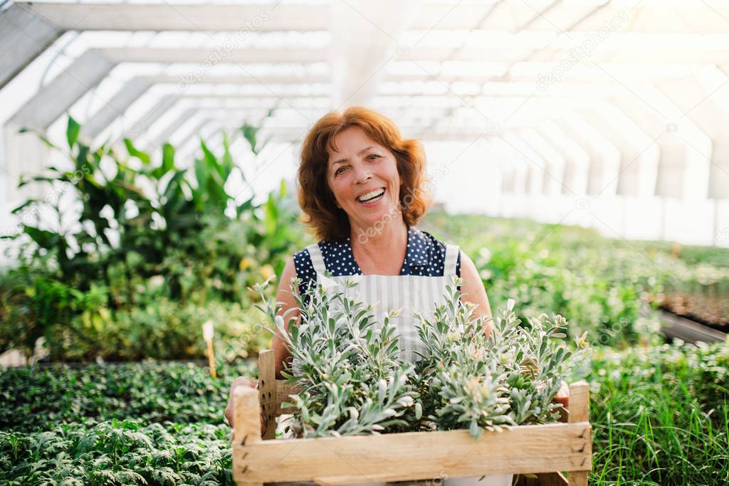 Senior woman standing in greenhouse, holding a box with plants.