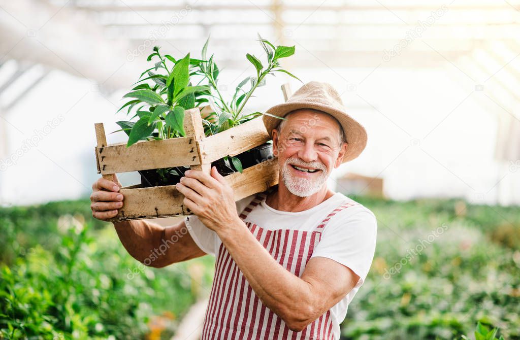 Senior man standing in greenhouse, holding a box with plants.