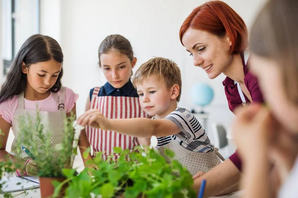 Un grupo de niños pequeños de la escuela con el profesor de pie en círculo en la clase, la plantación de hierbas . — Foto de Stock