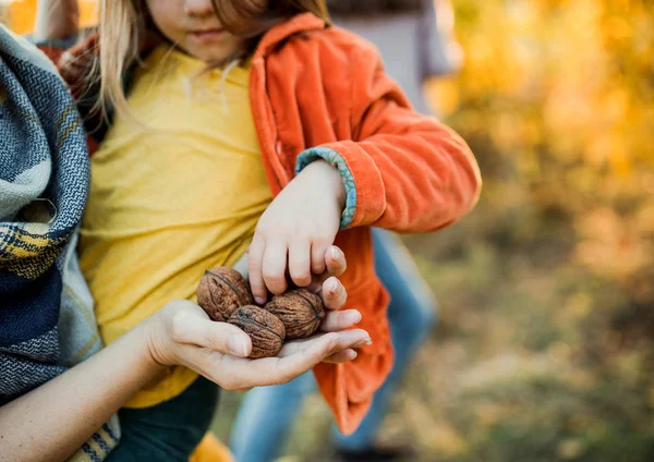 Midsectie van moeder en kleine dochter in herfst natuur, vasthouden van noten. — Stockfoto