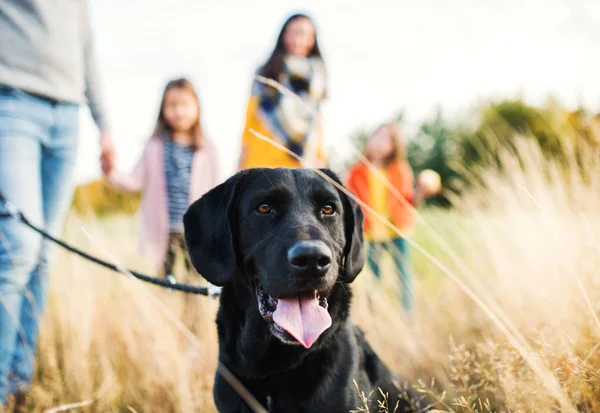 İki küçük çocuk ve bir köpek sonbahar doğada yürüyüşe ile genç bir aile. — Stok fotoğraf