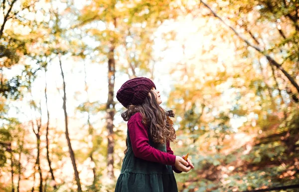 En låg vinkel syn på en liten småbarns flicka som står i skogen i höst natur. — Stockfoto