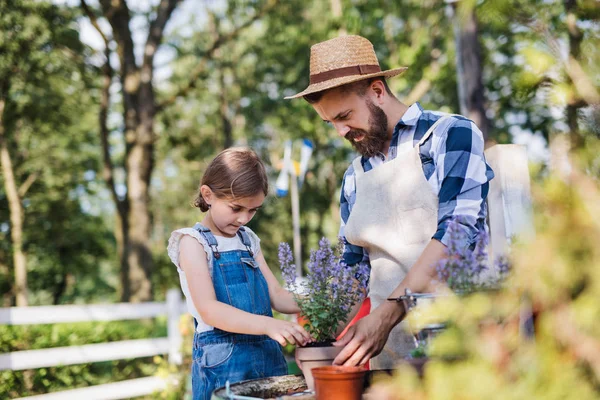 Un padre con piccola figlia all'aperto in fattoria di famiglia, piantare erbe aromatiche . — Foto Stock
