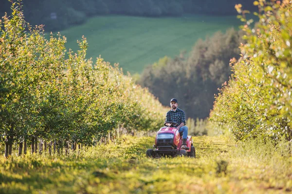 Egy érett gazda vezetői mini traktor a szabadban gyümölcsösben. — Stock Fotó