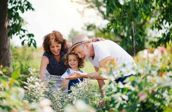 Anziani nonni e nipote giardinaggio nel giardino cortile . — Foto Stock