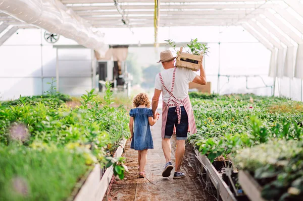 Rear view of small girl with senior grandfather walking in the greenhouse. — Stock Photo, Image