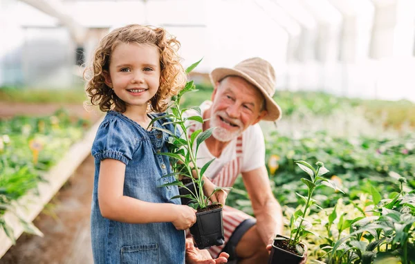 A small girl with senior grandfather in the greenhouse, working. — Stock Photo, Image