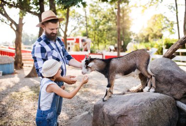 A father with small daughter outdoors on family farm, feeding animals. clipart