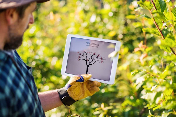 Ein gestandener Landwirt mit Tablette steht draußen im Obstgarten und schneidet Bäume. — Stockfoto