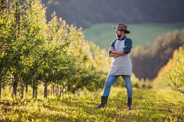Un agricoltore maturo che sta all'aperto nel frutteto. Copia spazio . — Foto Stock