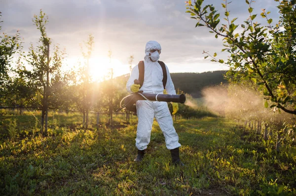 En jordbrukare utomhus i fruktträdgård vid solnedgången, med bekämpningsmedel kemikalier. — Stockfoto