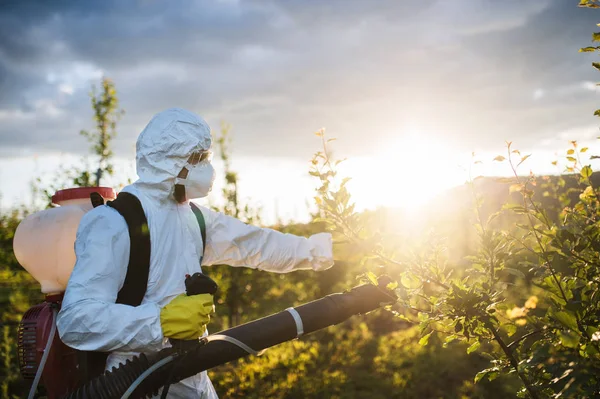 Un agriculteur à l'extérieur dans un verger au coucher du soleil, utilisant des pesticides chimiques . — Photo