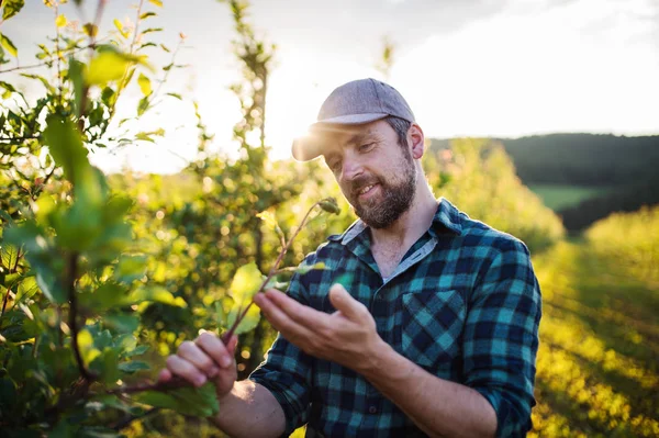 Un agricoltore maturo che lavora nel frutteto al tramonto. Copia spazio . — Foto Stock