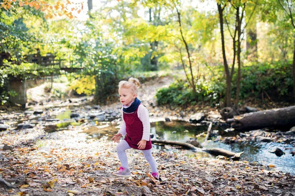 Vooraanzicht portret van een kleine peuter meisje wandelen in de herfst bos. — Stockfoto