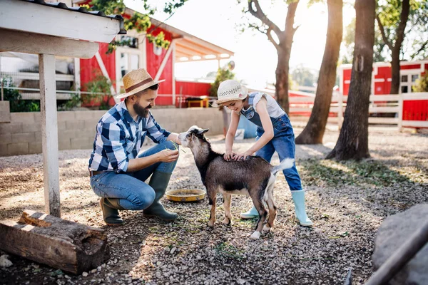 A father with small daughter outdoors on family farm, feeding animals. — Stock Photo, Image