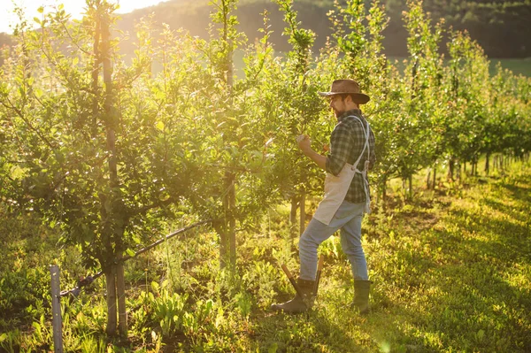 Un agricoltore maturo che lavora nel frutteto al tramonto. Copia spazio . — Foto Stock