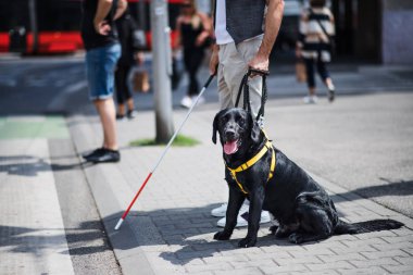 Şehirde zebra geçişinde bekleyen rehber köpek ile genç kör adam Midsection.