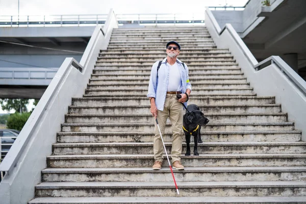 Hombre ciego mayor con perro guía caminando por las escaleras de la ciudad . —  Fotos de Stock