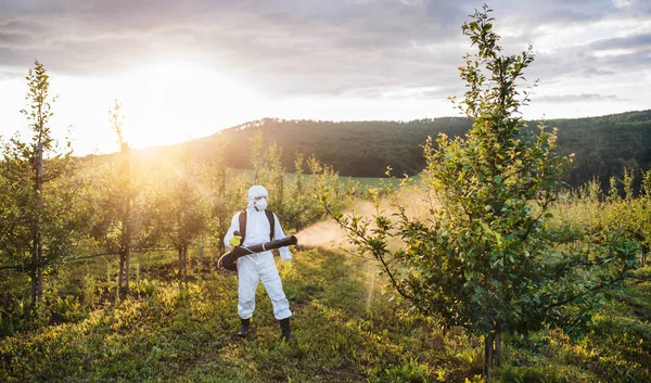Un agricoltore all'aperto nel frutteto al tramonto, utilizzando prodotti chimici pesticidi . — Foto Stock