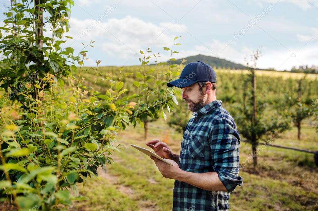 A side view of mature farmer with tablet standing outdoors in orchard.