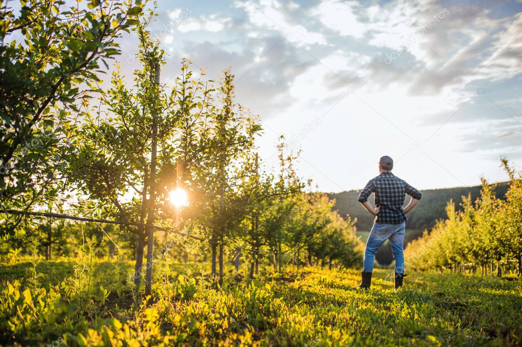 A rear view of mature farmer standing in orchard at sunset. Copy space.