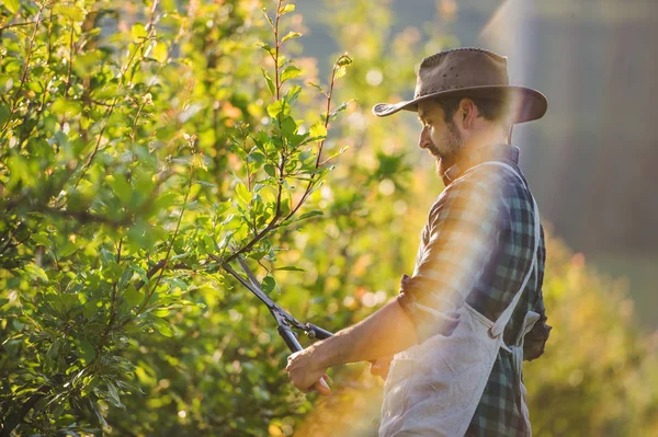 Un agricoltore maturo con le forbici in piedi all'aperto nel frutteto, potatura alberi . — Foto Stock