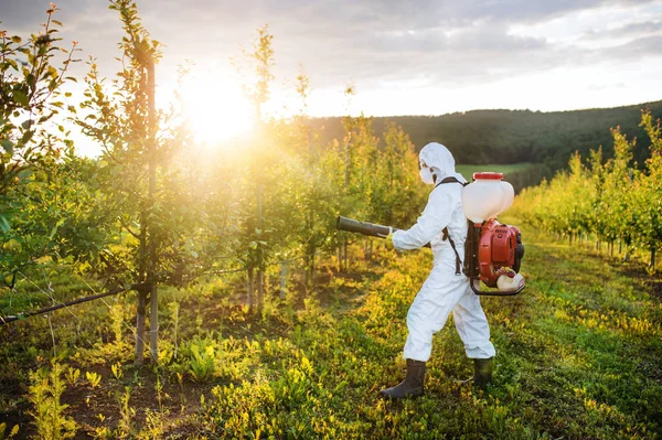 Um agricultor ao ar livre no pomar ao pôr do sol, usando produtos químicos pesticidas . — Fotografia de Stock